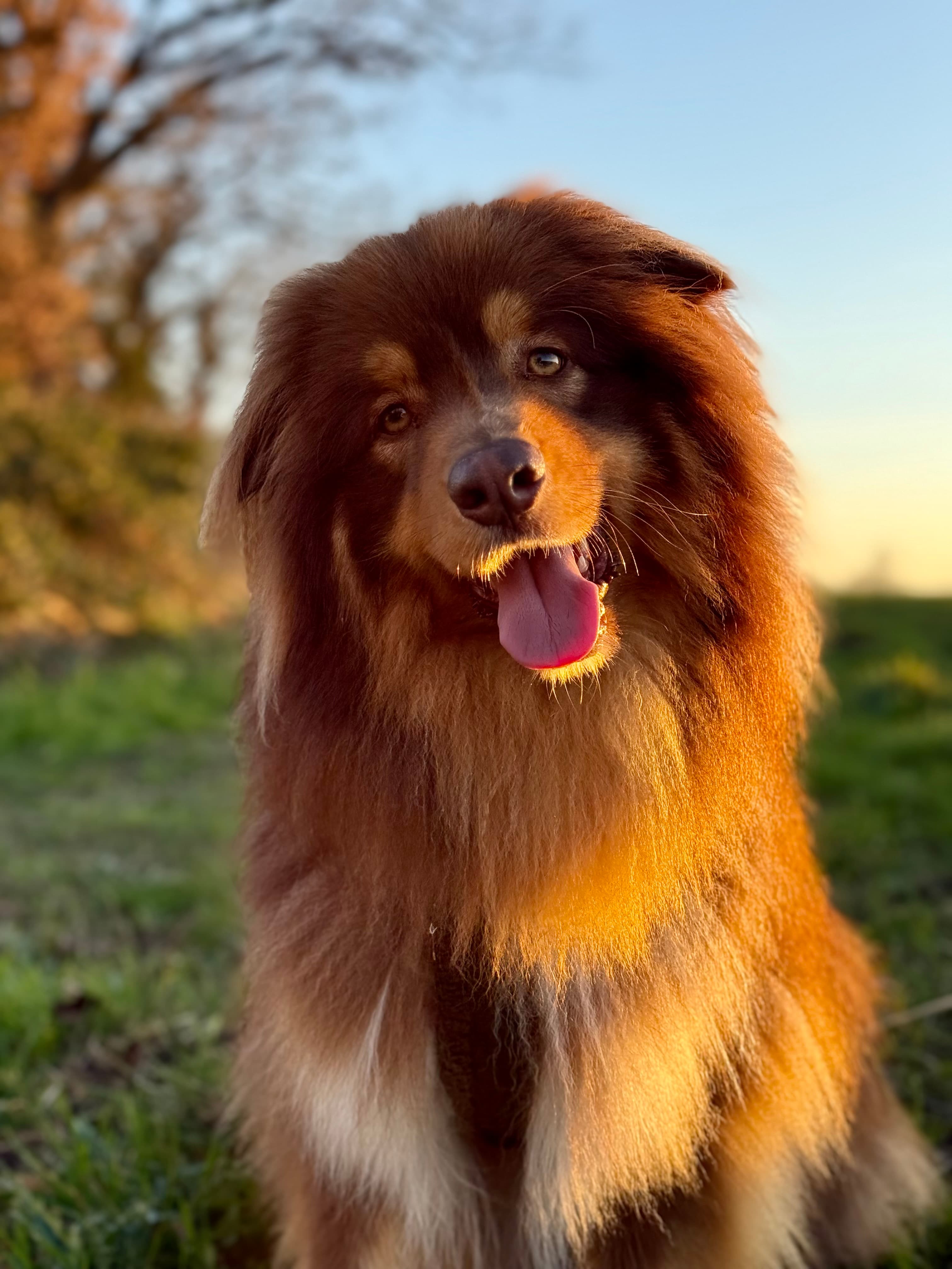 Chloeducanin canin , Éducateur canin